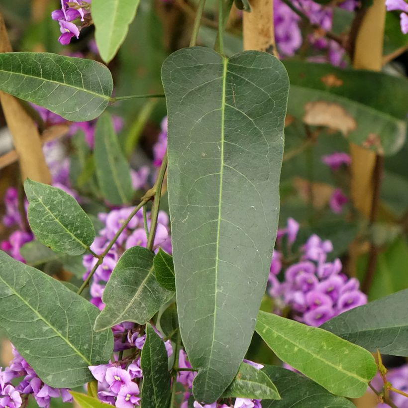 Hardenbergia violacea (Feuillage)