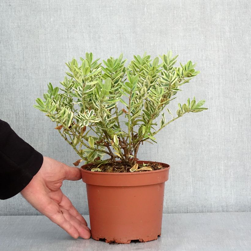 Spécimen de Hebe andersonii Variegata - Véronique arbustive panachée Pot de 2L/3LHauteur livrée env. 10/15cm tel que livré en hiver