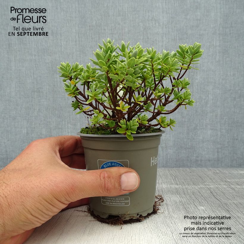 Spécimen de Hebe Cobb Valley - Véronique arbustive Pot de 10 cm/11cm tel que livré en été