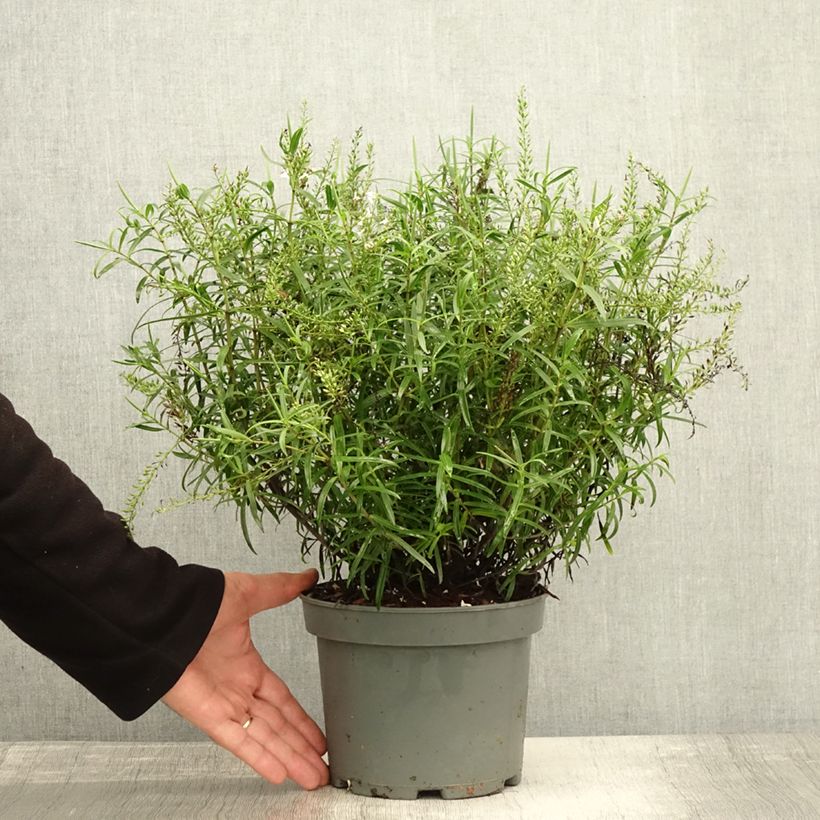Spécimen de Hebe Kirkii - Véronique arbustive Pot de 3L/4L tel que livré en automne