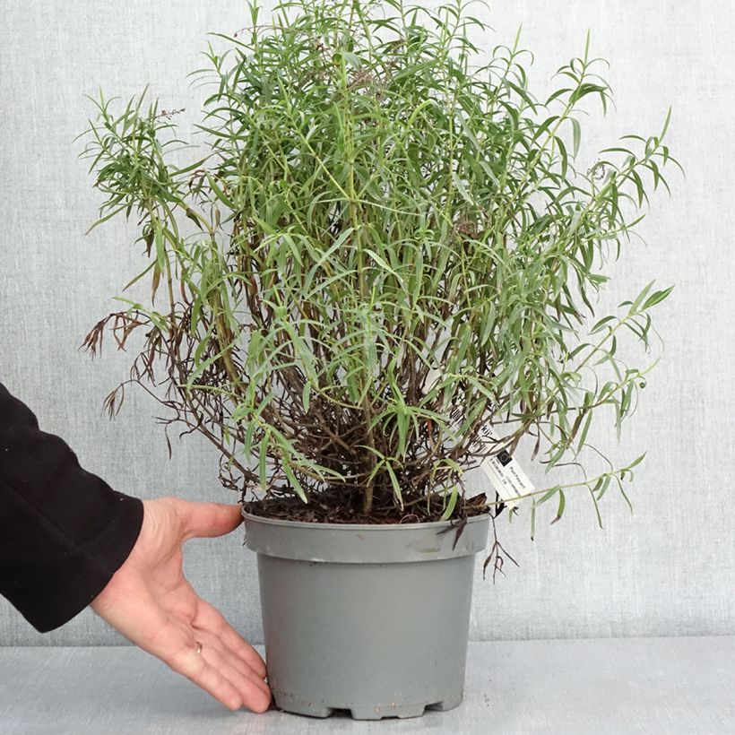 Spécimen de Hebe Kirkii - Véronique arbustive - Pot de 3L/4L tel que livré en hiver