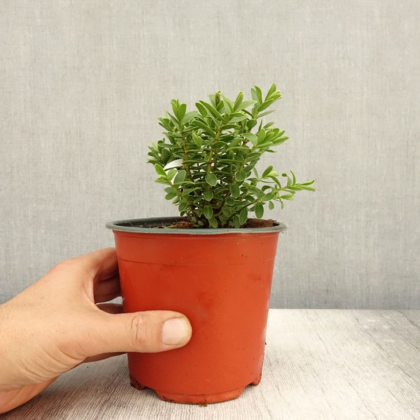 Spécimen de Hebe rakaiensis - Véronique arbustive Pot de 1,5L/2L tel que livré en automne