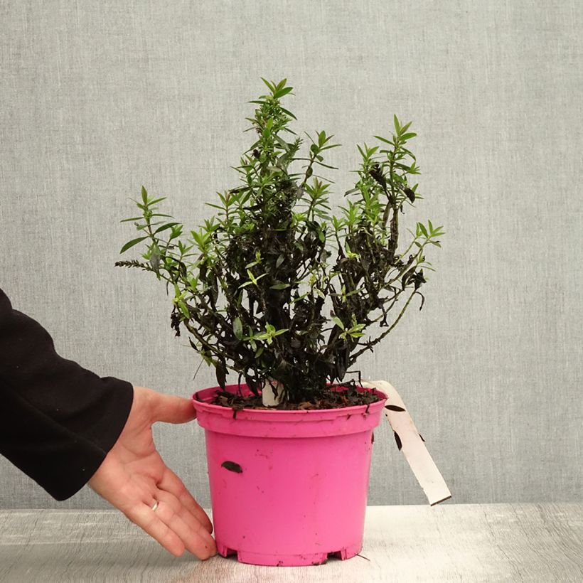 Spécimen de Hebe Raspberry Ripple - Véronique arbustive. Pot de 2L/3L tel que livré en automne