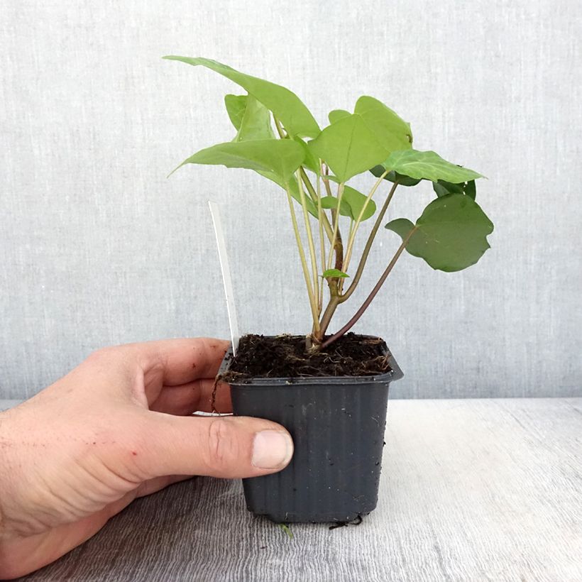 Spécimen de Hedera algeriensis - Lierre d'Algérie - Godet de 8/9 cm tel que livré au printemps