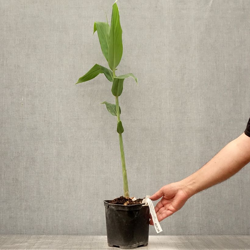 Spécimen de Hedychium forrestii Pot de 3L/4L tel que livré en été