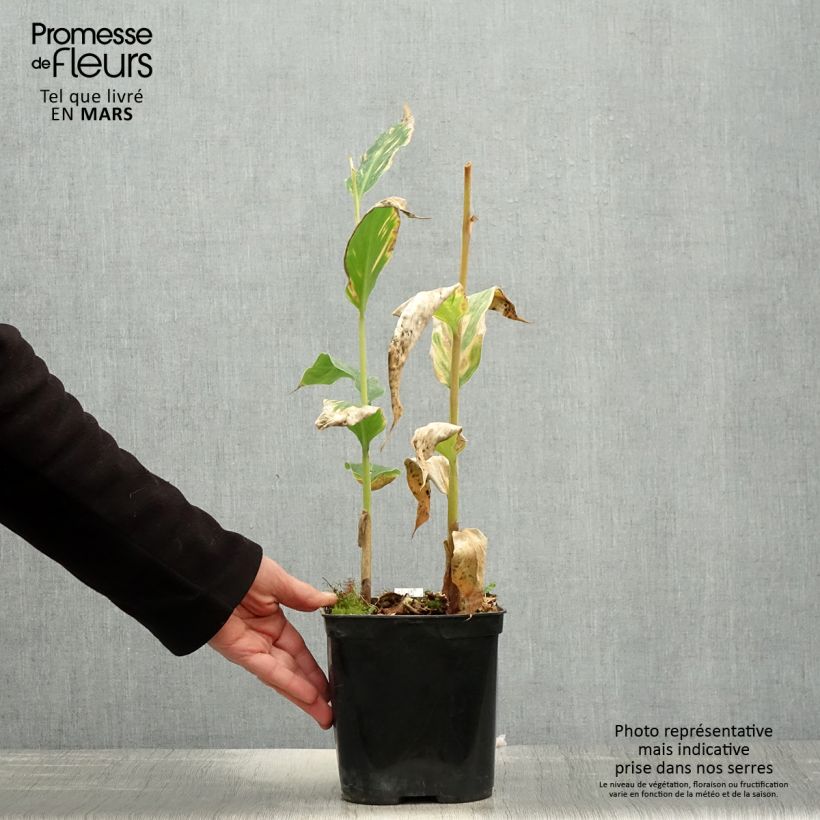 Spécimen de Hedychium gardnerianum - Longose en pot  Pot de 3L/4L tel que livré au printemps