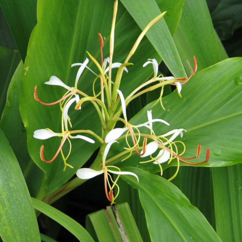 Hedychium spicatum (Floraison)