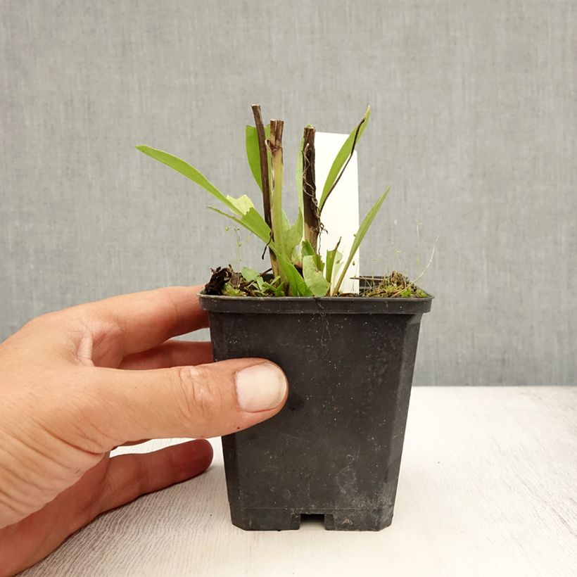 Spécimen de Hélénium hybride Moerheim Beauty, Hélènie Godet de 8/9 cm tel que livré en été