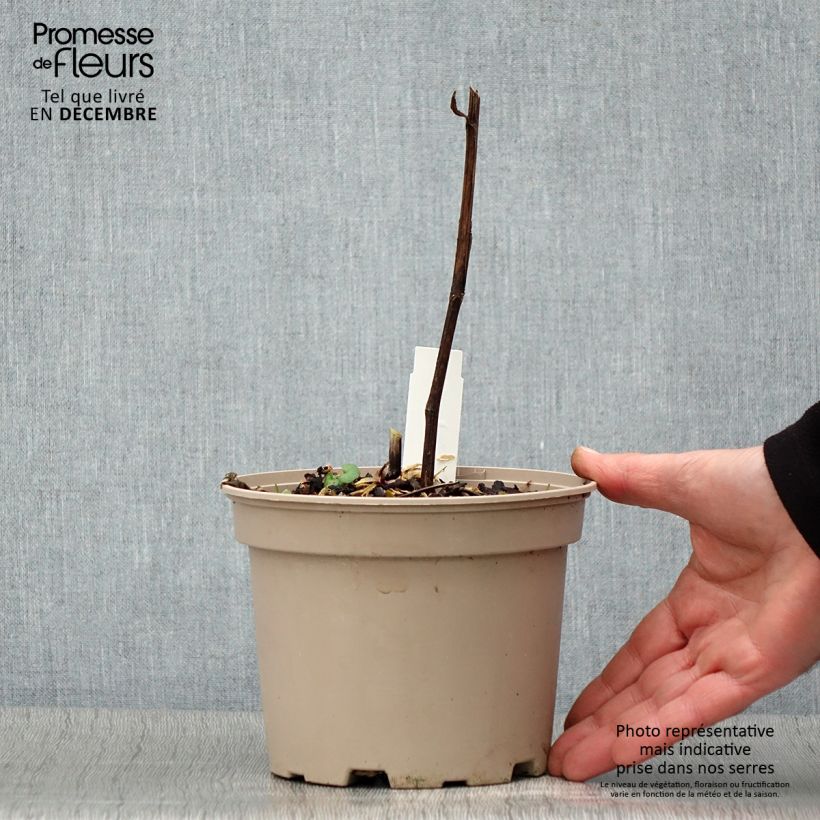 Spécimen de Hélénium hybride Moerheim Beauty, Hélènie Pot de 2L/3L tel que livré en automne