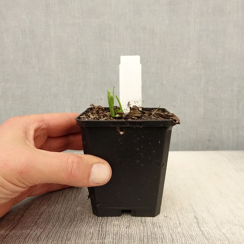 Spécimen de Hélénium Kupferswerg - Hélénie cuivrée  Godet de 9cm tel que livré au printemps