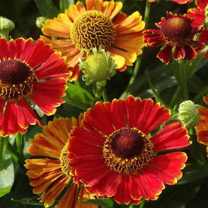 Helenium Poncho - Hélénie hybride (Floraison)