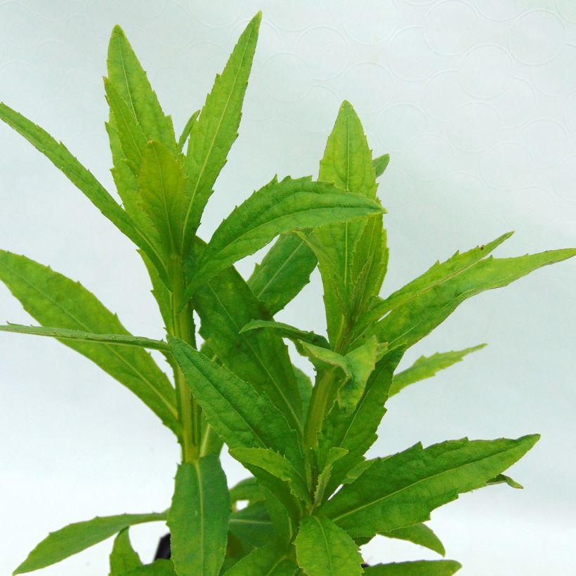 Helenium Poncho - Hélénie hybride (Feuillage)