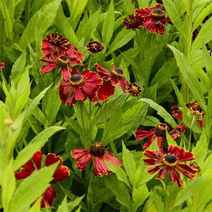 Helenium Potter's Wheel - Hélénie (Floraison)