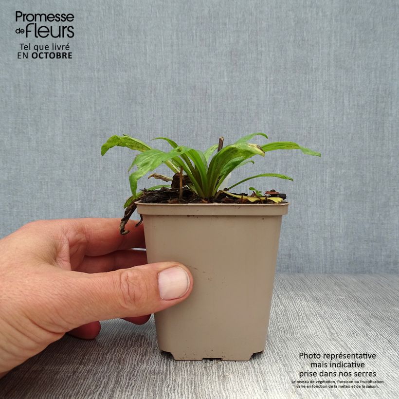 Spécimen de Helenium Potter's Wheel - Hélénie Godet de 8/9 cm tel que livré en automne