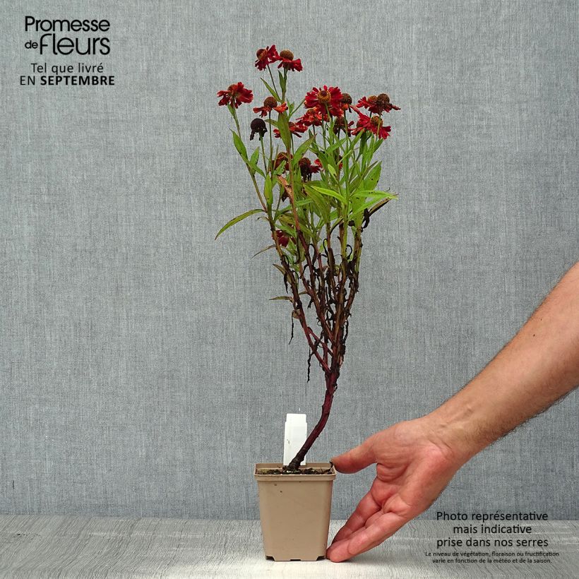 Spécimen de Helenium Ranchera - Hélénie rouge foncé. Godet de 8/9 cm tel que livré en été