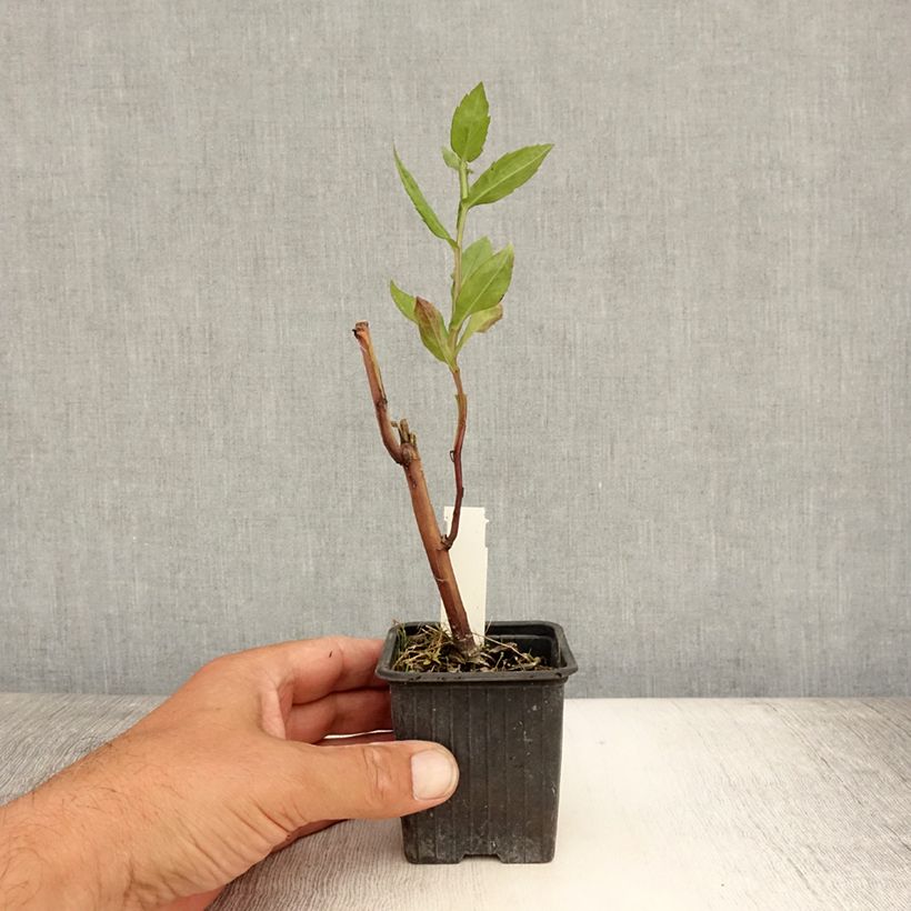 Spécimen de Helenium Rauchtopas - Hélénie Godet de 8/9 cm tel que livré en été