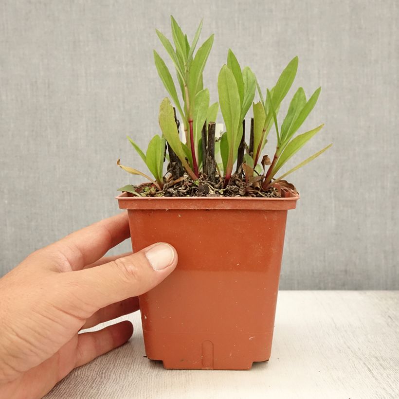 Spécimen de Hélénium Sahin's Early Flowerer - Hélénie multicolore Pot de 1,5L/2L tel que livré en été