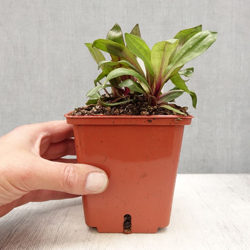 Spécimen de Hélénium Sahin's Early Flowerer - Hélénie multicolore - Pot de 1.5L/2L tel que livré au printemps