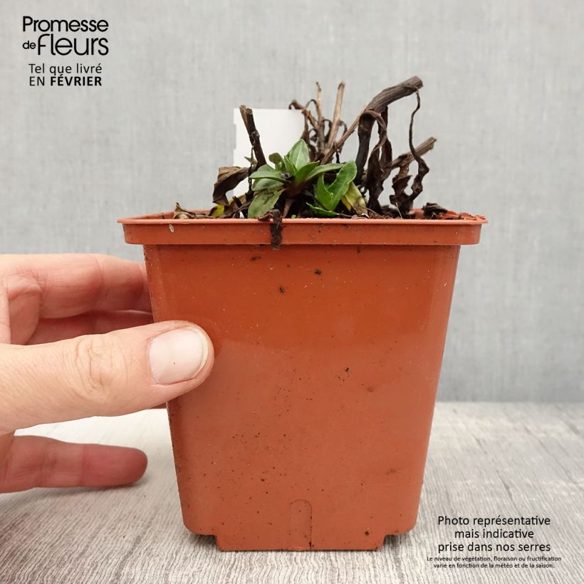 Spécimen de Helenium Short'n 'Sassy - Hélénie jaune orangé. Pot de 1L/1,5L tel que livré en hiver
