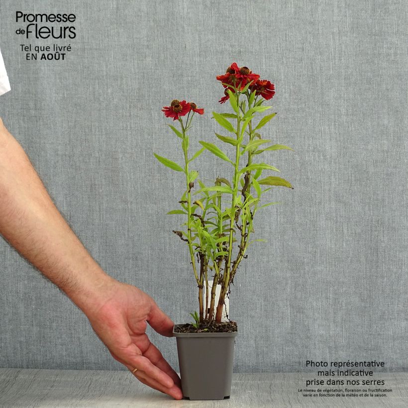 Spécimen de Helenium Strawberry Sundae - Hélénie Godet de 8/9 cm tel que livré en été