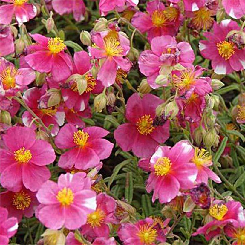 Hélianthème Raspberry Ripple (Floraison)