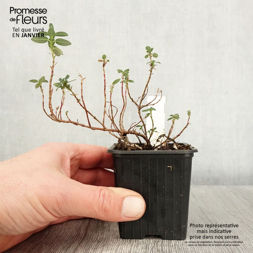 Spécimen de Helianthemum Ben Alder - Hélianthème orange à coeur rouge Godet de 8/9 cm tel que livré en hiver