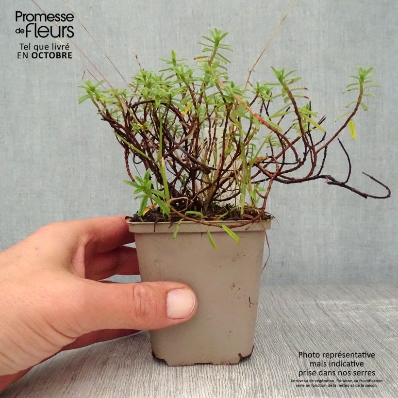 Spécimen de Helianthemum Ben Fhada - Hélianthème jaune vif à cœur orange Godet de 7/8 cm tel que livré en automne
