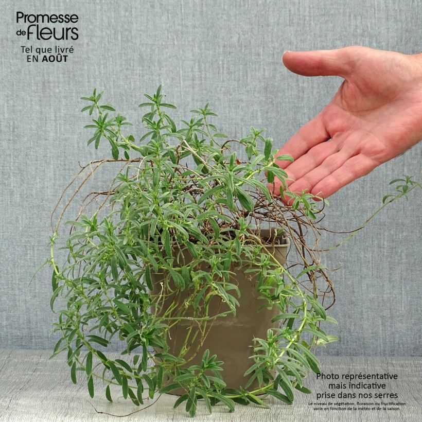 Spécimen de Helianthemum Ben Fhada - Hélianthème jaune vif à cœur orange Pot de 2L/3L tel que livré en été