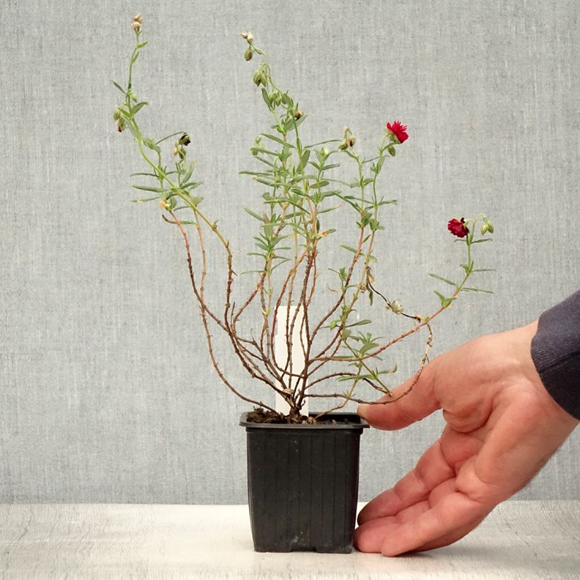 Spécimen de Helianthemum Cerise Queen - Hélianthème double rouge Godet de 8/9 cm tel que livré en été