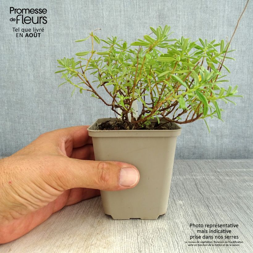 Spécimen de Helianthemum Golden Queen - Hélianthème Godet de 8/9 cm tel que livré en été