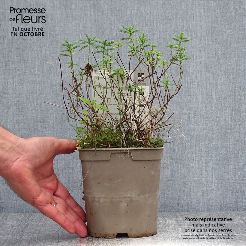 Spécimen de Helianthemum Hartswood Ruby - Hélianthème rouge framboise et rubis Pot de 2L/3L tel que livré en automne