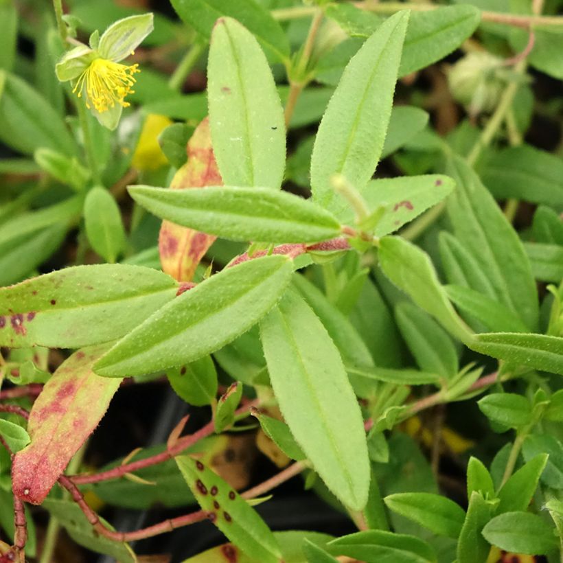 Helianthemum nummularium - Hélianthème commun (Feuillage)