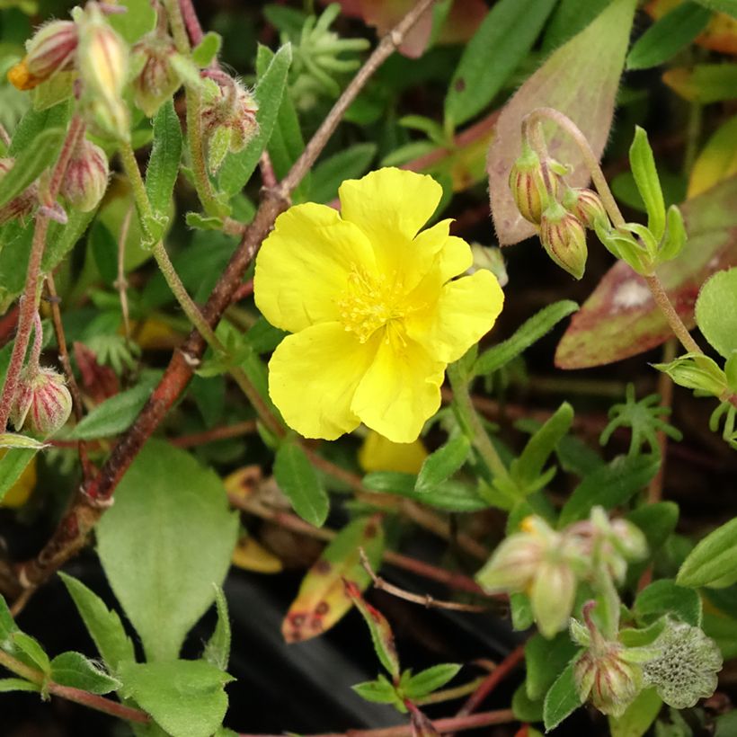 Helianthemum nummularium - Hélianthème commun (Floraison)