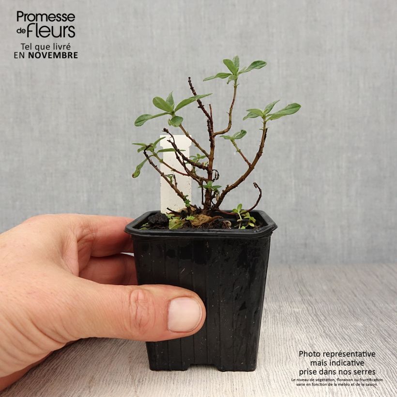 Spécimen de Helianthemum Tomato Red - Hélianthème Godet de 8/9 cm tel que livré en automne