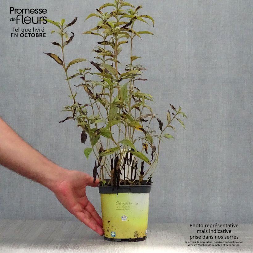 Spécimen de Helianthus hybride Lemon Queen - Soleil Vivace Pot de 2L/3L tel que livré en automne