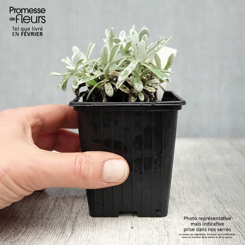 Spécimen de Helichrysum amorginum Ruby Cluster  Godet de 8/9 cm tel que livré en hiver
