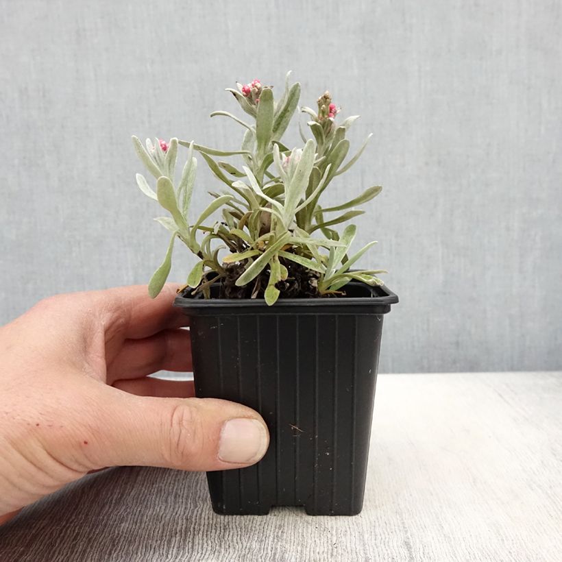 Spécimen de Helichrysum amorginum Ruby Cluster  - Godet de 8/9 cm tel que livré au printemps