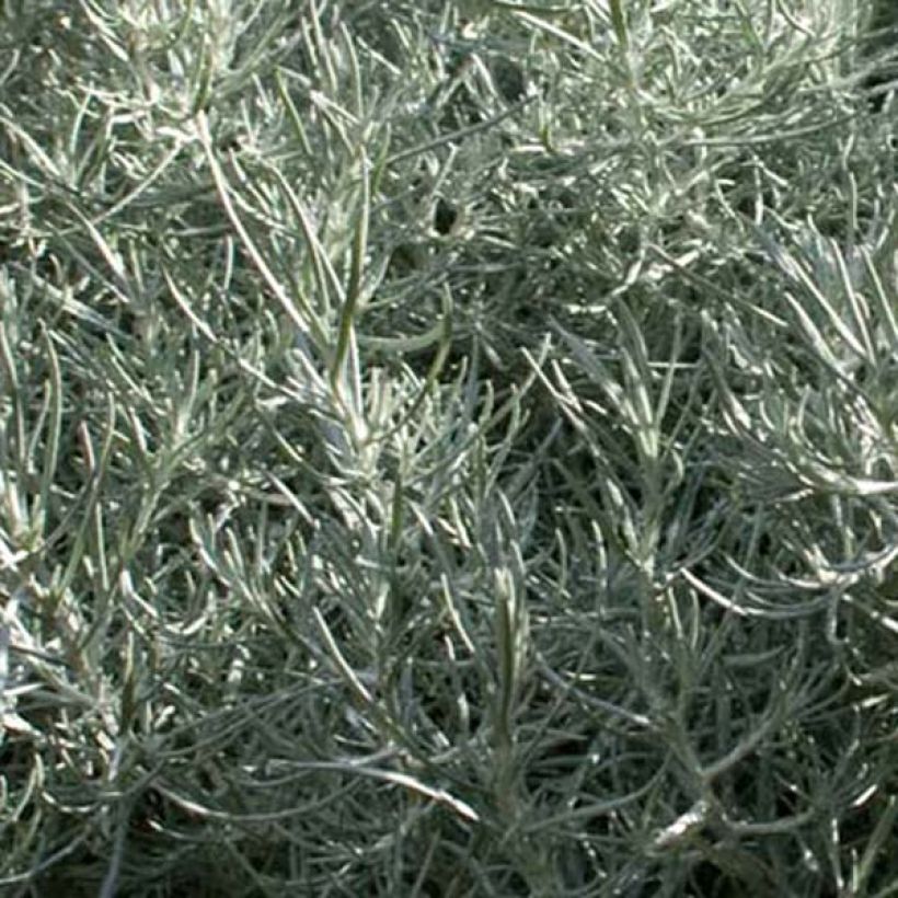 Helichrysum italicum - Plante-curry (Feuillage)