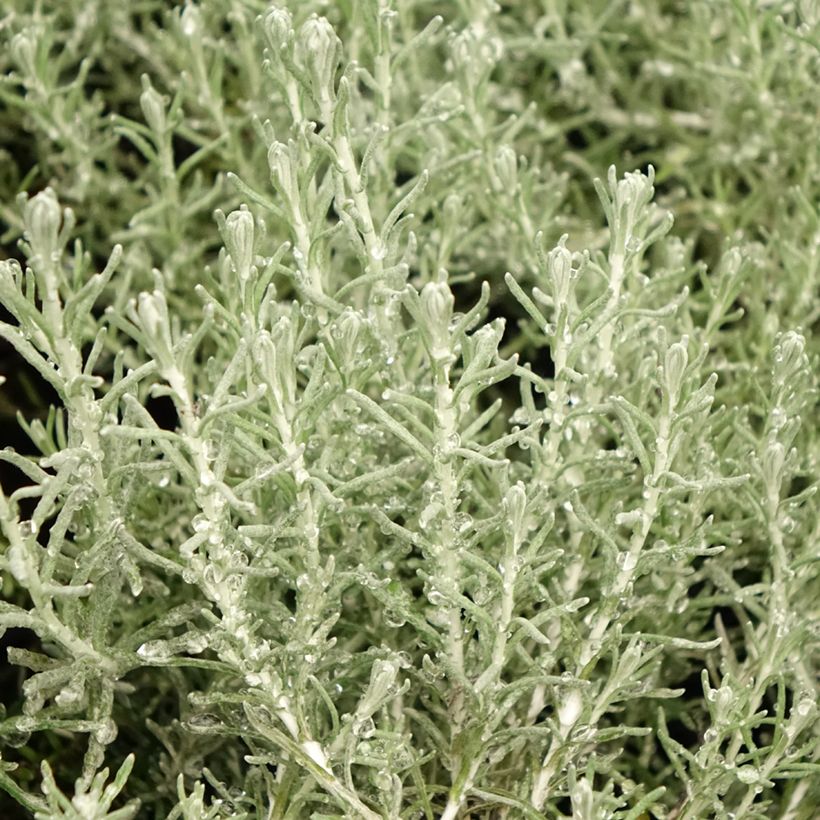 Helichrysum italicum Aladin - Plante curry (Feuillage)