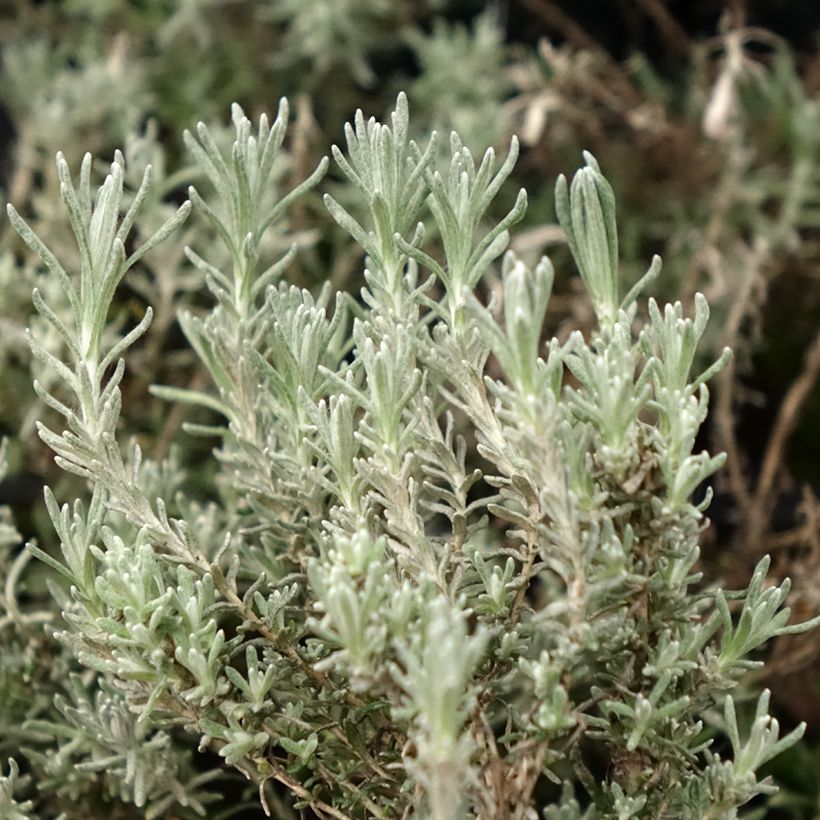 Helichrysum italicum Aladin - Plante curry (Feuillage)