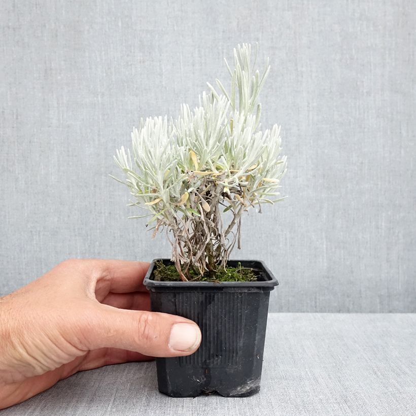 Spécimen de Helichrysum italicum Weisses Wunder - Immortelle d'Italie, plante curry Godet de 8/9 cm tel que livré au printemps
