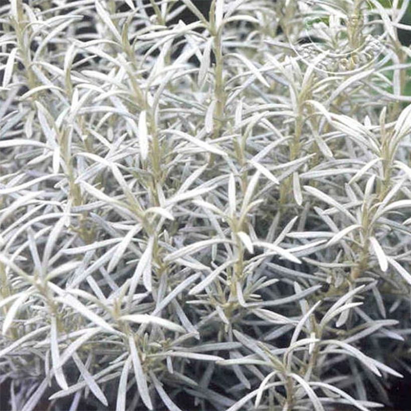 Helichrysum Korma - Immortelle d'Italie, plante curry (Feuillage)