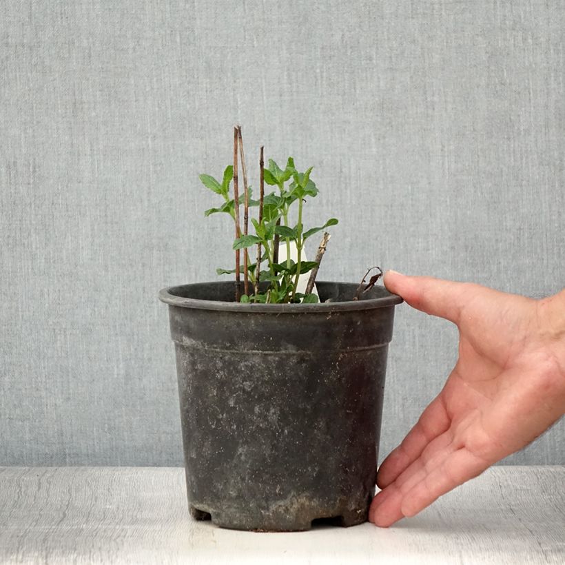 Spécimen de Heliopsis helianthoides Asahi - Héliopsis faux-héliante - Pot de 2L/3L tel que livré en été