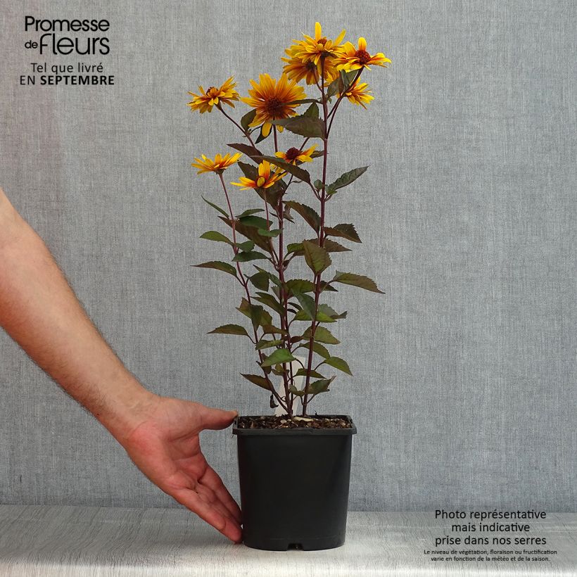 Spécimen de Heliopsis helianthoides Funky Spinner - Héliopsis faux-hélianthe Pot de 2L/3L tel que livré en été