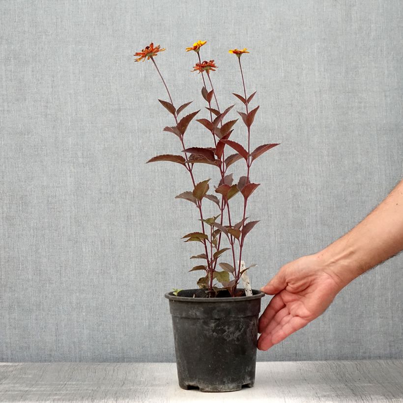Spécimen de Heliopsis helianthoides Sparkling Contrast - Héliopsis faux-hélianthe - Pot de 2L/3L tel que livré en été