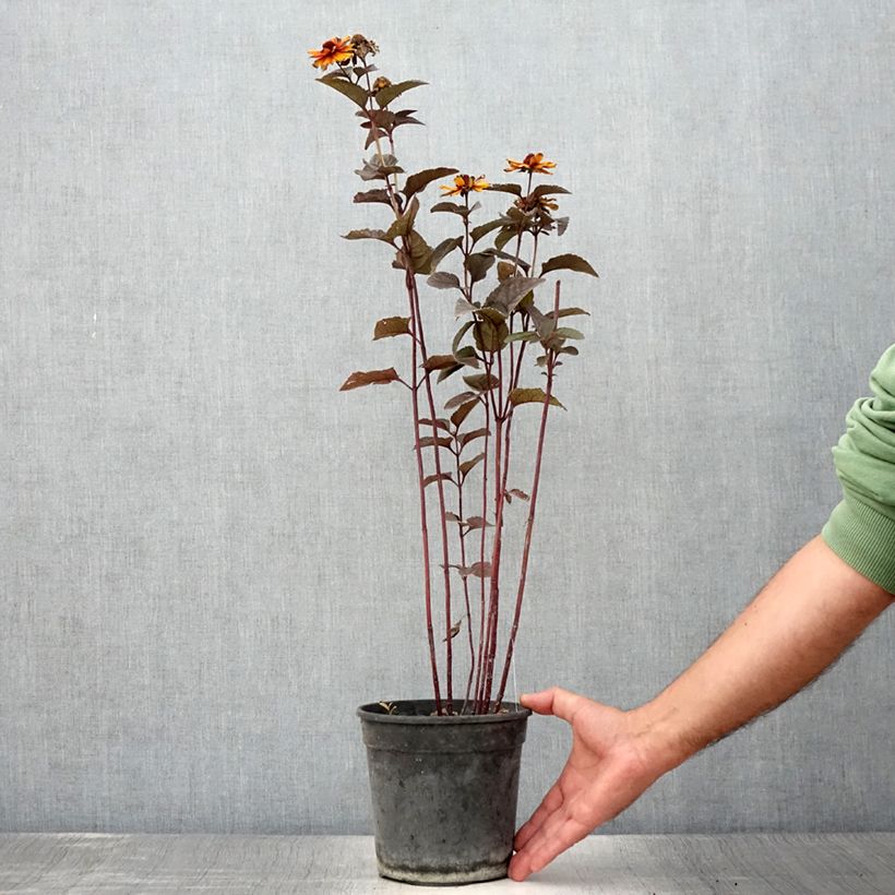 Spécimen de Heliopsis helianthoides var. scabra Fire Twister - Héliopsis faux-hélianthe - Pot de 2L/3L tel que livré en été