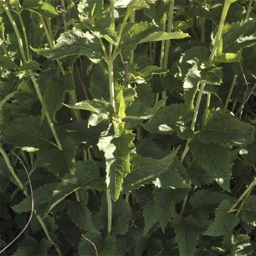 Heliopsis helianthoides Venus - Héliopsis faux-hélianthe (Feuillage)