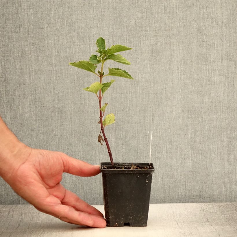 Spécimen de Heliopsis helianthoides Venus - Héliopsis faux-hélianthe Godet de 8/9 cm tel que livré en été