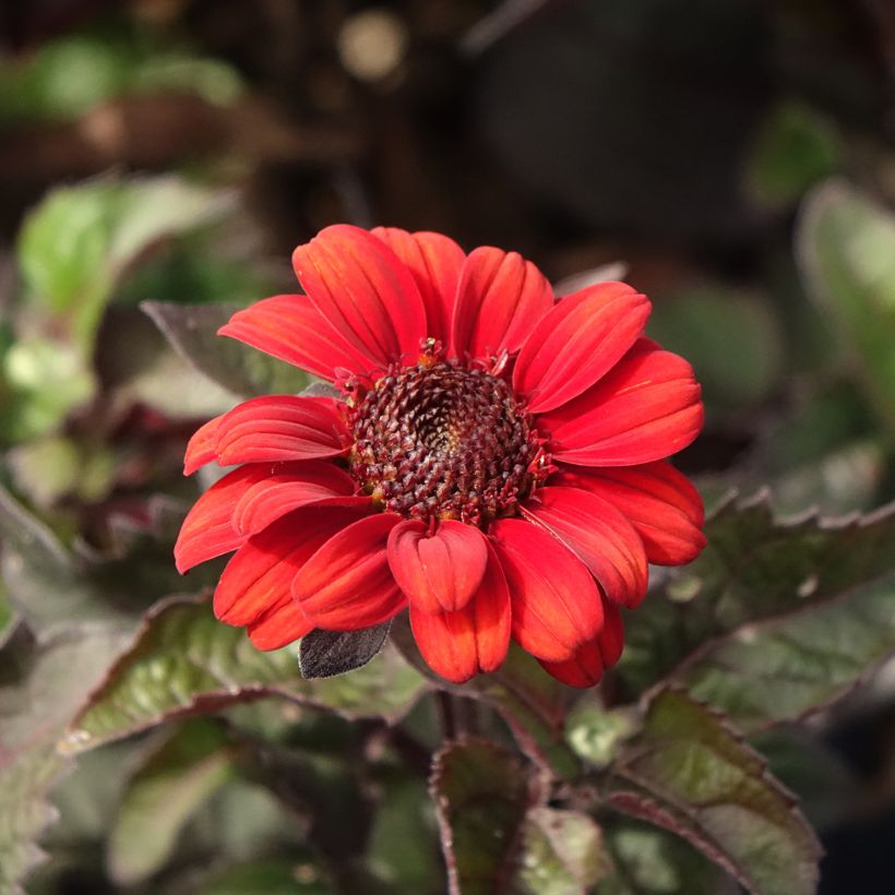 Heliopsis Luna Roja - Héliopsis faux hélianthe (Floraison)