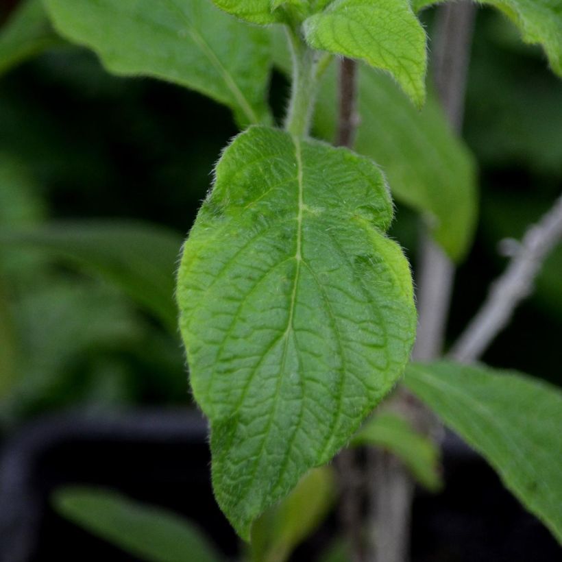 Héliotrope du Pérou Marine - Heliotropium arborescens (Feuillage)